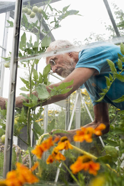 Senior man working in greenhouse, low angle view — Photo de stock