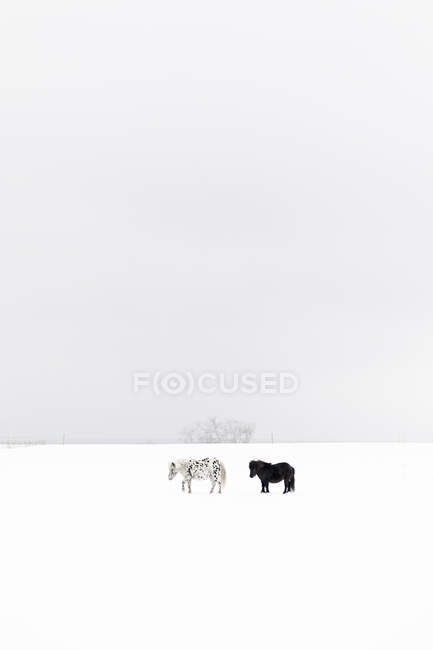 Caballos en campo cubierto de nieve, enfoque selectivo - foto de stock