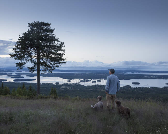 Человек с собаками в поле за деревом — стоковое фото