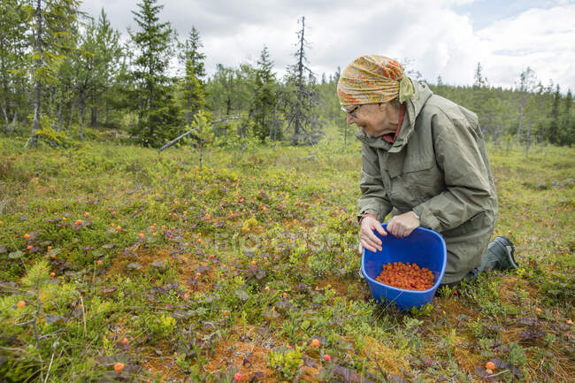 Femme âgée cueillant des mûres — Photo de stock