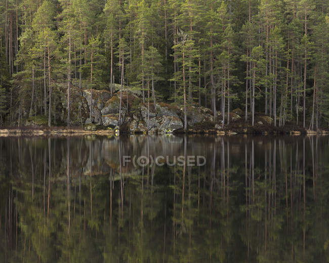 Bosque por lago, enfoque selectivo - foto de stock