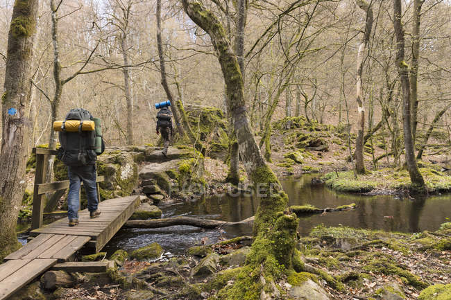 Чоловіки, що ходять по лісу, вибірковий фокус — стокове фото