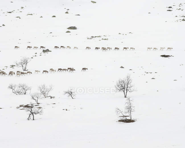 Renas em campo nevado em Dalarna, Suecia — Fotografia de Stock