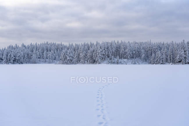 Huellas en la nieve por bosque en Kilsbergen, Suecia - foto de stock