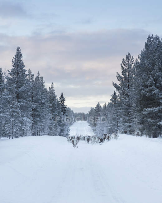 Renna sulla neve tra gli alberi, attenzione selettiva — Foto stock