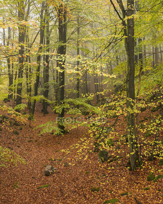 Foresta in autunno, attenzione selettiva — Foto stock