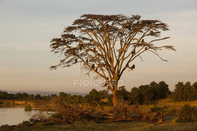 Babuínos na árvore, Quênia, foco seletivo — Fotografia de Stock