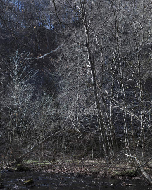 Bare beech tree in Soderasen National Park, Sweden — стокове фото