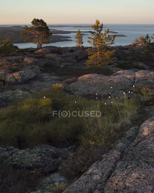 Pinos junto al mar Báltico en el Parque Nacional Skuleskogen, Suecia - foto de stock