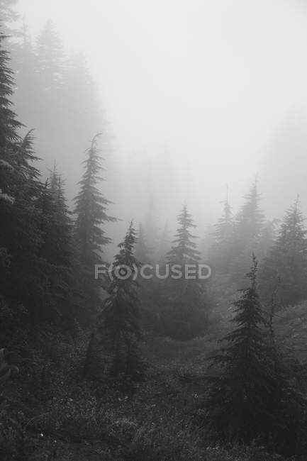 Nebbia nella foresta nazionale di Mount Hood in Oregon — Foto stock