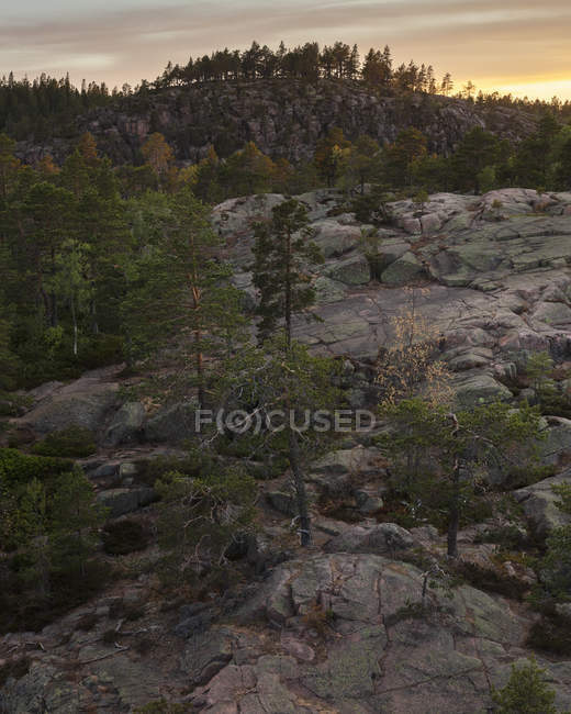 Деревья на скалах на закате в Национальном парке Скулескоген, Швеция — стоковое фото