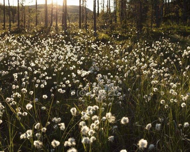 Weiße Blumen an Bäumen im bjornlandet Nationalpark, Schweden — Stockfoto