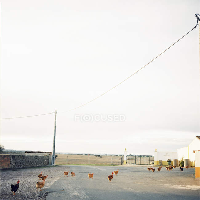 Flock of chickens on road in Portugal — Stock Photo
