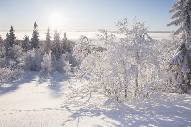 Arbres couverts de neige, mise au point sélective — Photo de stock