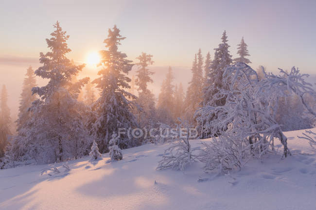 Neve árvores cobertas ao pôr do sol — Fotografia de Stock