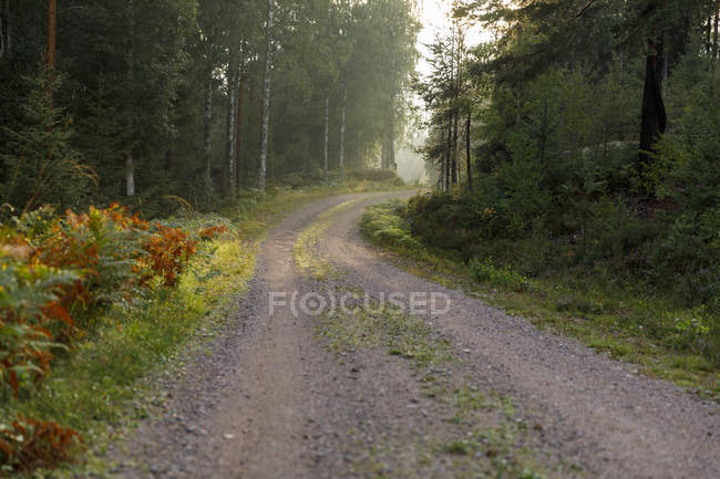 Vue panoramique de la route à travers la forêt — Photo de stock