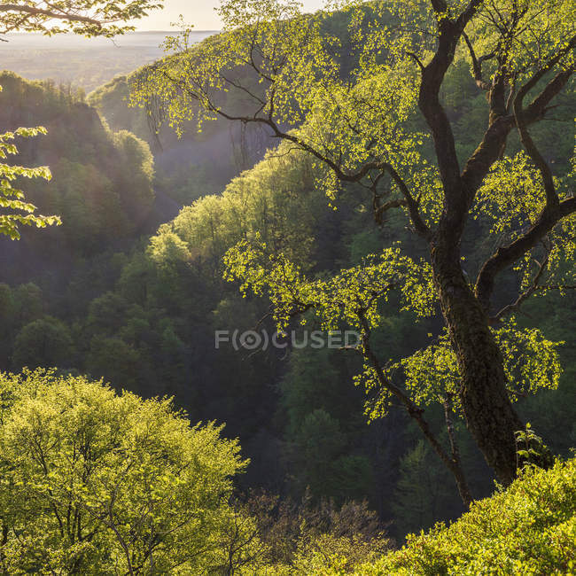 Green trees by hills in Soderasen National Park, Sweden — Stock Photo