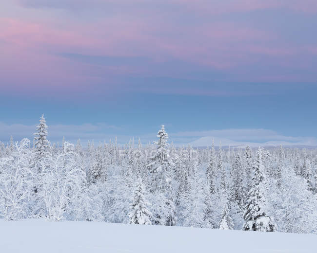 Дерева покриті снігом на заході сонця — стокове фото