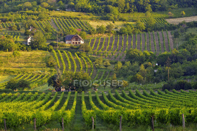 Blick auf Weinberg, Ungarn, Luftaufnahme — Stockfoto
