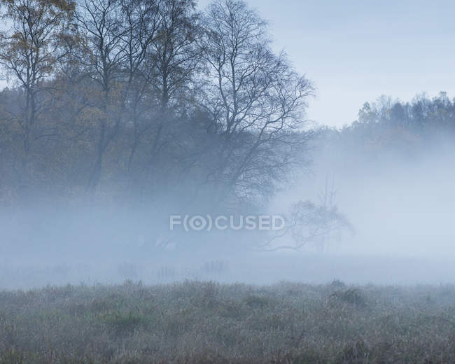 Туманное поле по лесам, выборочный фокус — стоковое фото