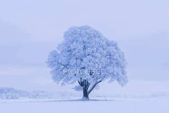 Snow covered tree during winter — Stock Photo