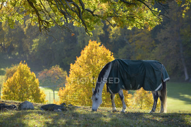 Лошадь, покрытая одеялом, пасущаяся на лугу. — стоковое фото