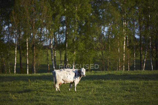 Vista laterale della mucca in piedi sul campo verde al giorno di sole — Foto stock