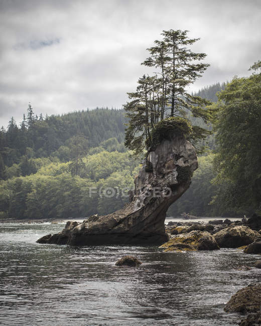 Деревья на скале в реке, селективный фокус — стоковое фото