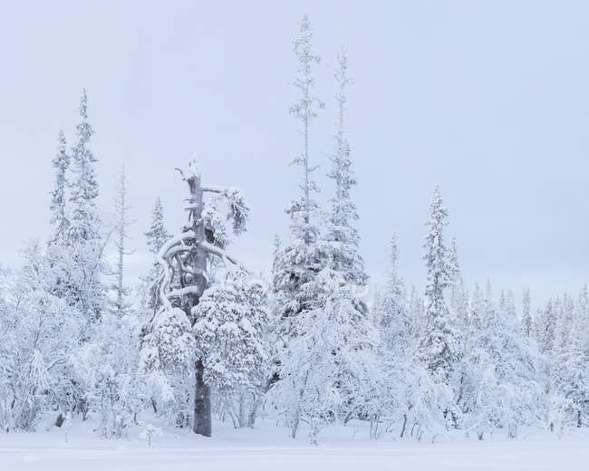 Alberi ricoperti di neve, attenzione selettiva — Foto stock