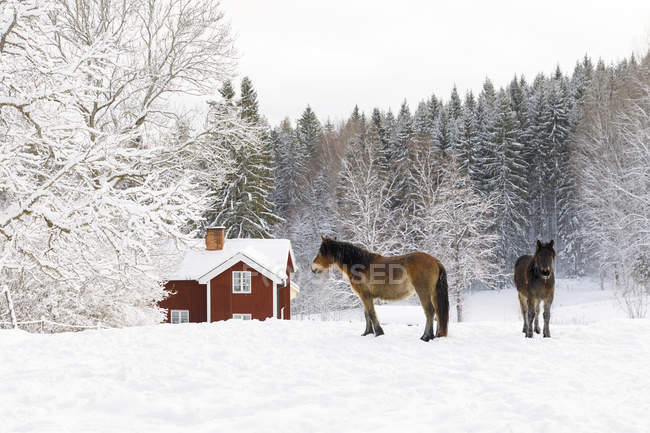 Jogo De Cavalo Vermelho Na Neve Imagem de Stock - Imagem de floresta,  naughty: 240674943