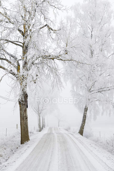 Malerischer Blick auf die schneebedeckte Straße durch Bäume — Stockfoto
