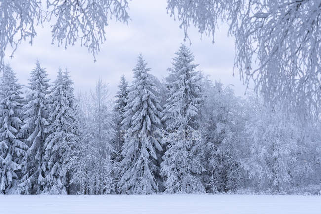 Floresta coberta de neve em Kilsbergen, Suecia — Fotografia de Stock