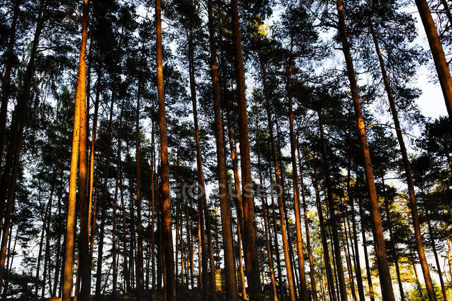 Vista panorámica del bosque en Dalarna, Suecia - foto de stock