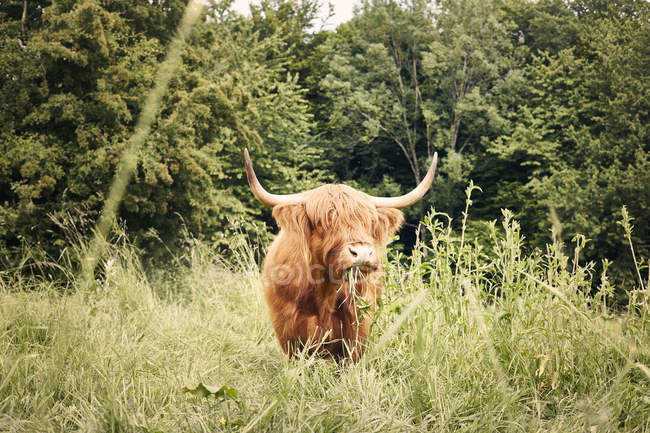 Highland cattle in field by trees — Stock Photo