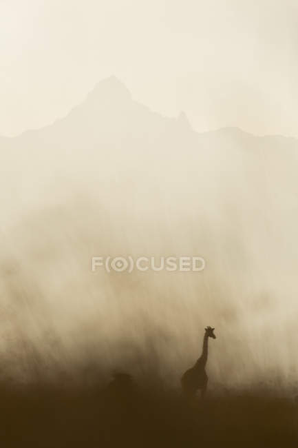 Silhouette von Giraffe, Kenia, selektiver Fokus — Stockfoto