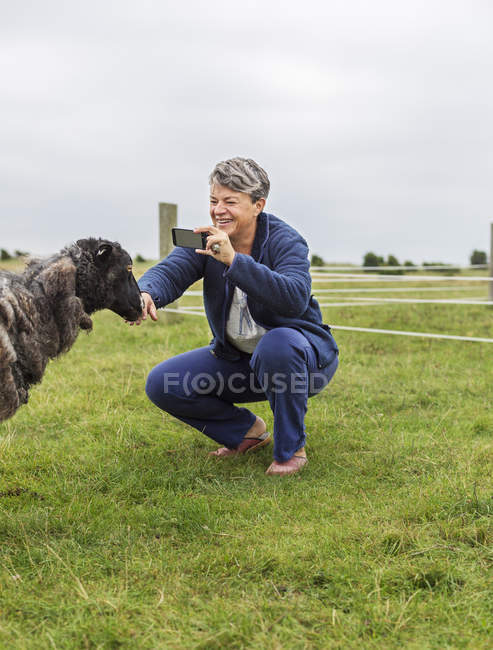 Woman photographing sheep with smart phone — Stock Photo
