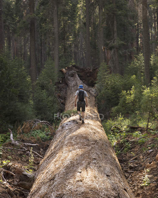 Escursionista che cammina su un albero caduto, attenzione selettiva — Foto stock