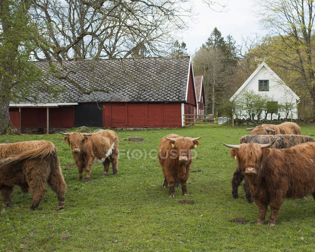 Коровы на ферме, избирательный фокус — стоковое фото