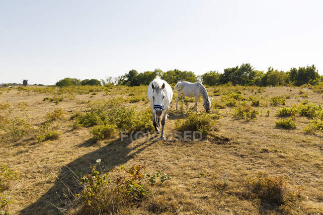 Vista panorámica de caballos blancos en el campo - foto de stock