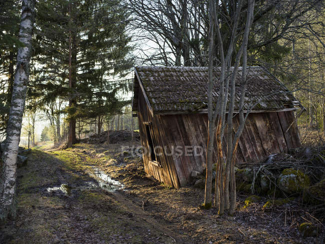 Scenic view of leaning barn in forest — Stock Photo