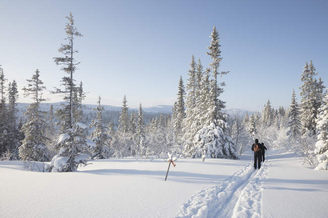 Männer, die in der Nähe von Bäumen Ski fahren, selektiver Fokus — Stockfoto