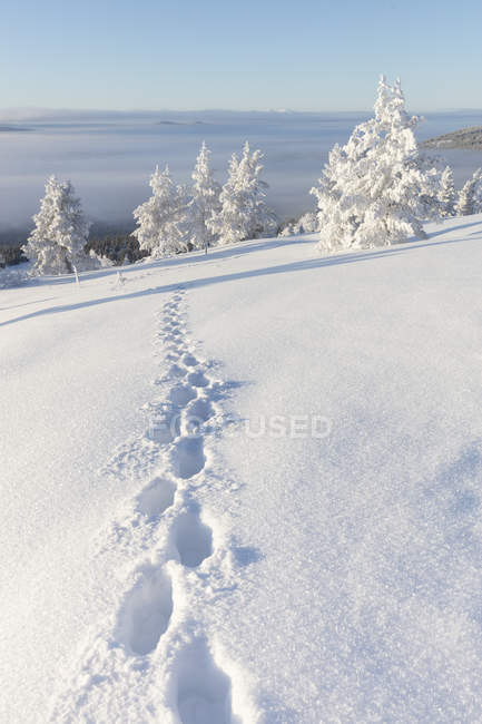 Empreintes dans la neige, mise au point sélective — Photo de stock
