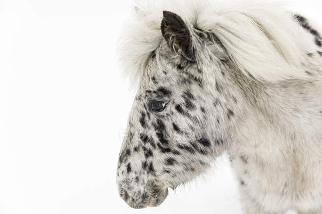 Cheval noir et blanc sur neige, mise au point sélective — Photo de stock