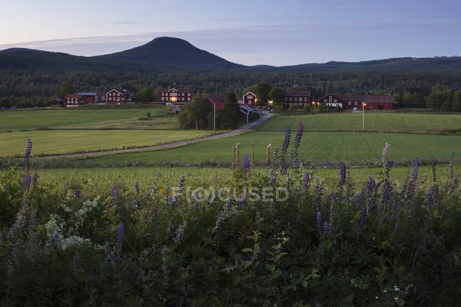 Scenic view of houses by fields — Stock Photo