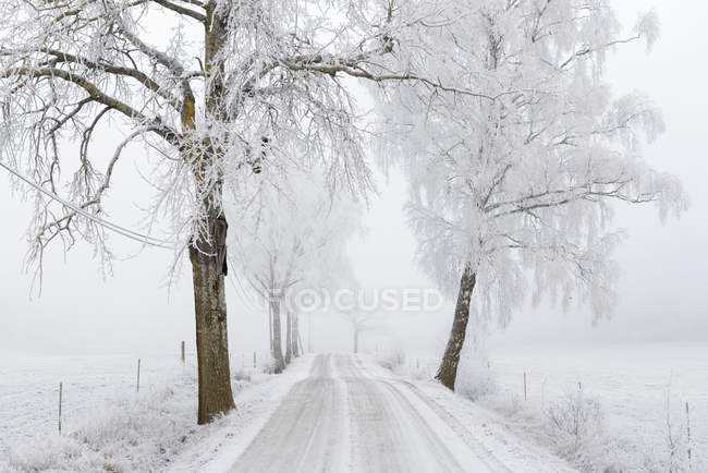 Сніг вкритий деревами, вибірковий фокус. — стокове фото