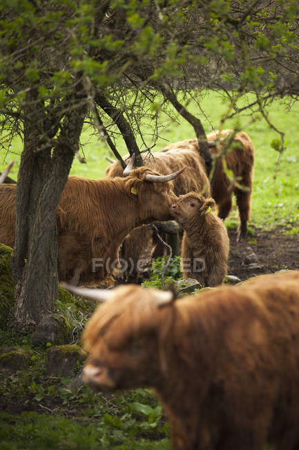 Vacas en la granja, enfoque selectivo - foto de stock