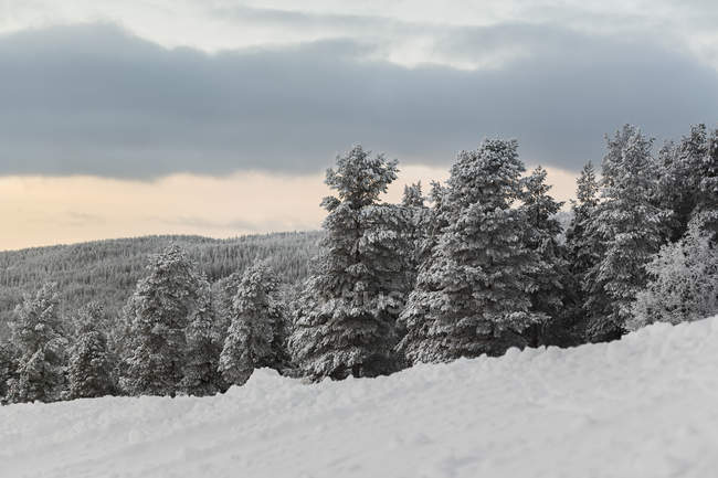 Vista panoramica della foresta invernale — Foto stock
