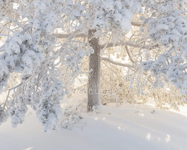 Деревья, покрытые снегом, избирательный фокус — стоковое фото