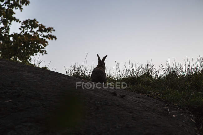 Conejo en la colina, enfoque selectivo - foto de stock