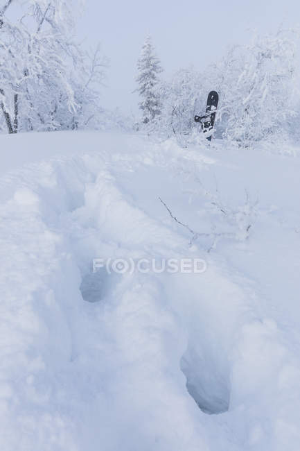 Huellas en la nieve, enfoque selectivo - foto de stock